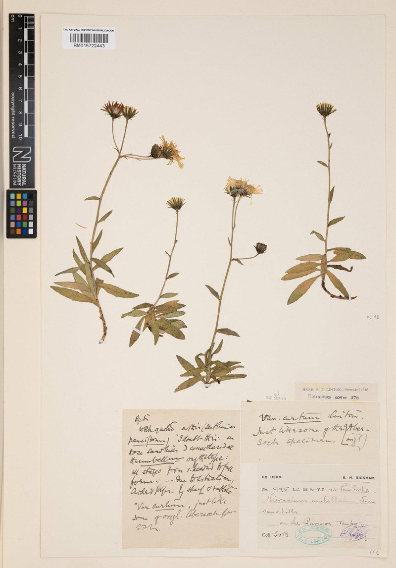 Hieracium umbellatum subsp. bichlorophyllum photo 3