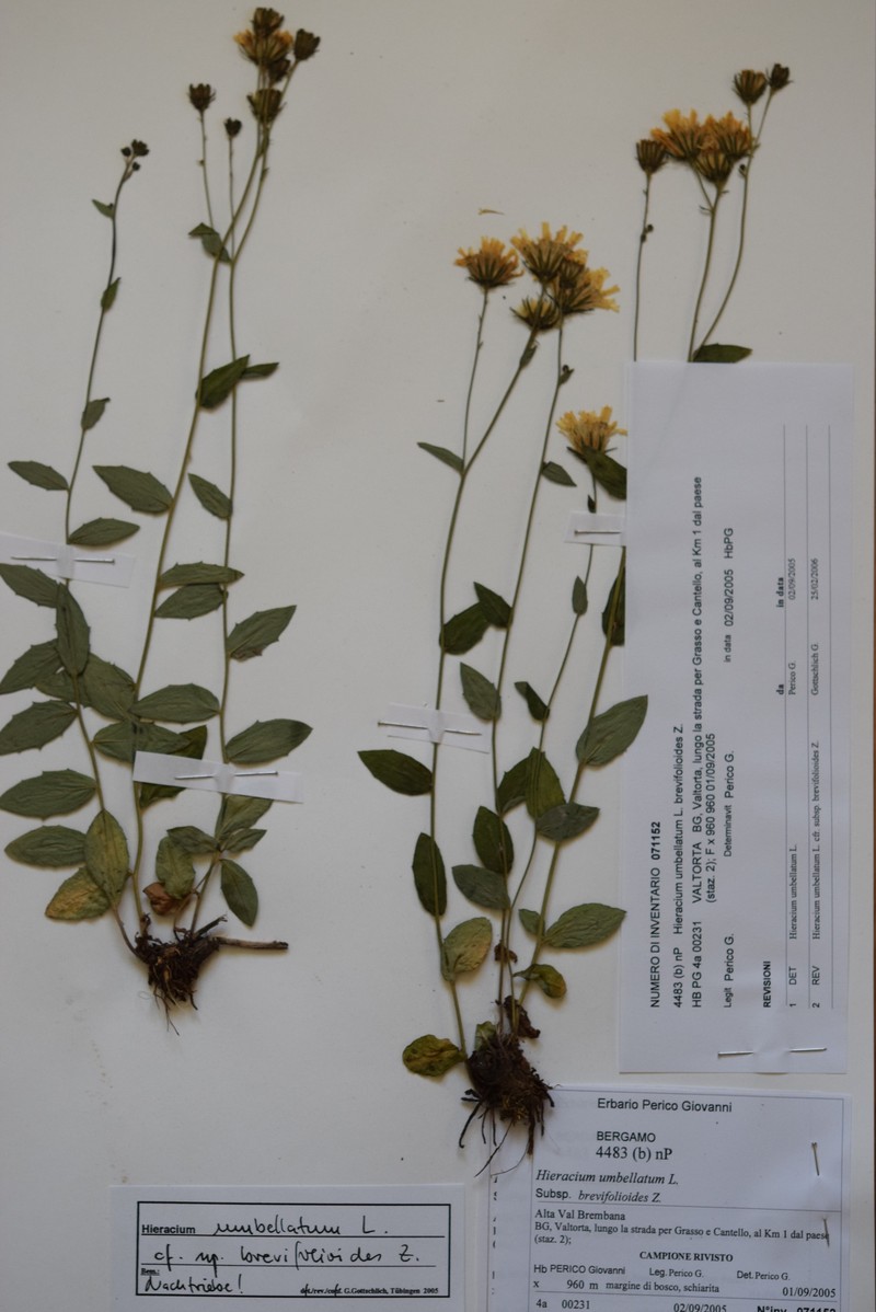 Hieracium umbellatum subsp. brevifolioides
