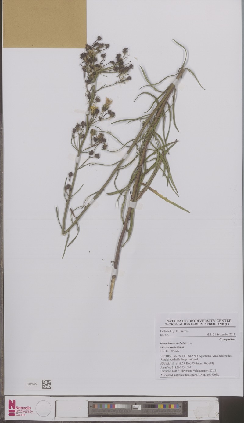 Hieracium umbellatum subsp. eurobalticum