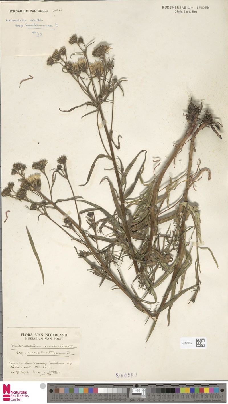 Hieracium umbellatum subsp. eurobalticum photo 2