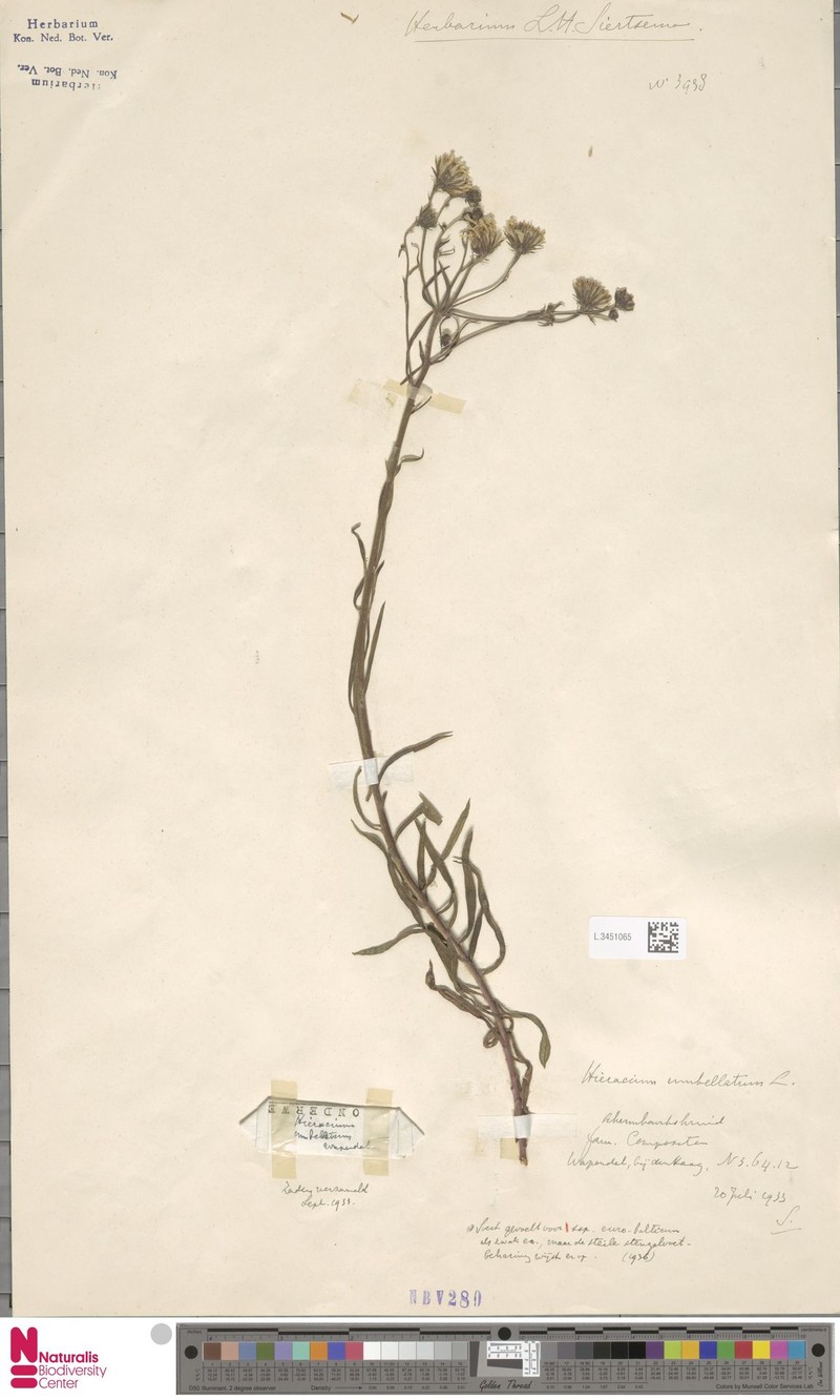Hieracium umbellatum subsp. eurobalticum photo 3