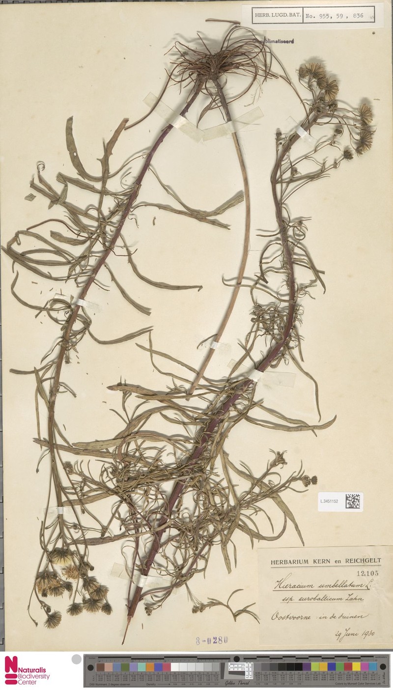 Hieracium umbellatum subsp. eurobalticum photo 4