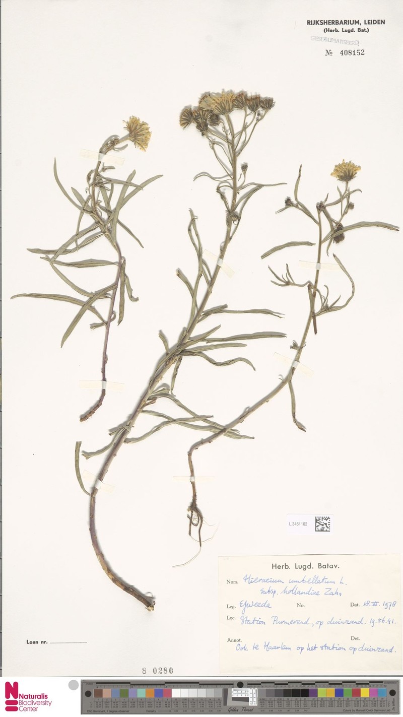 Hieracium umbellatum subsp. hollandiae