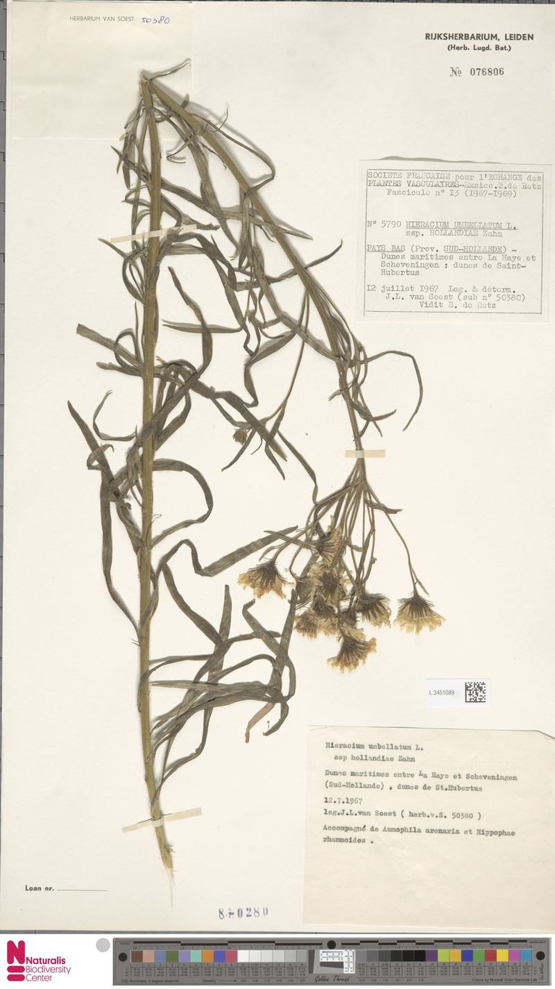 Hieracium umbellatum subsp. hollandiae photo 2