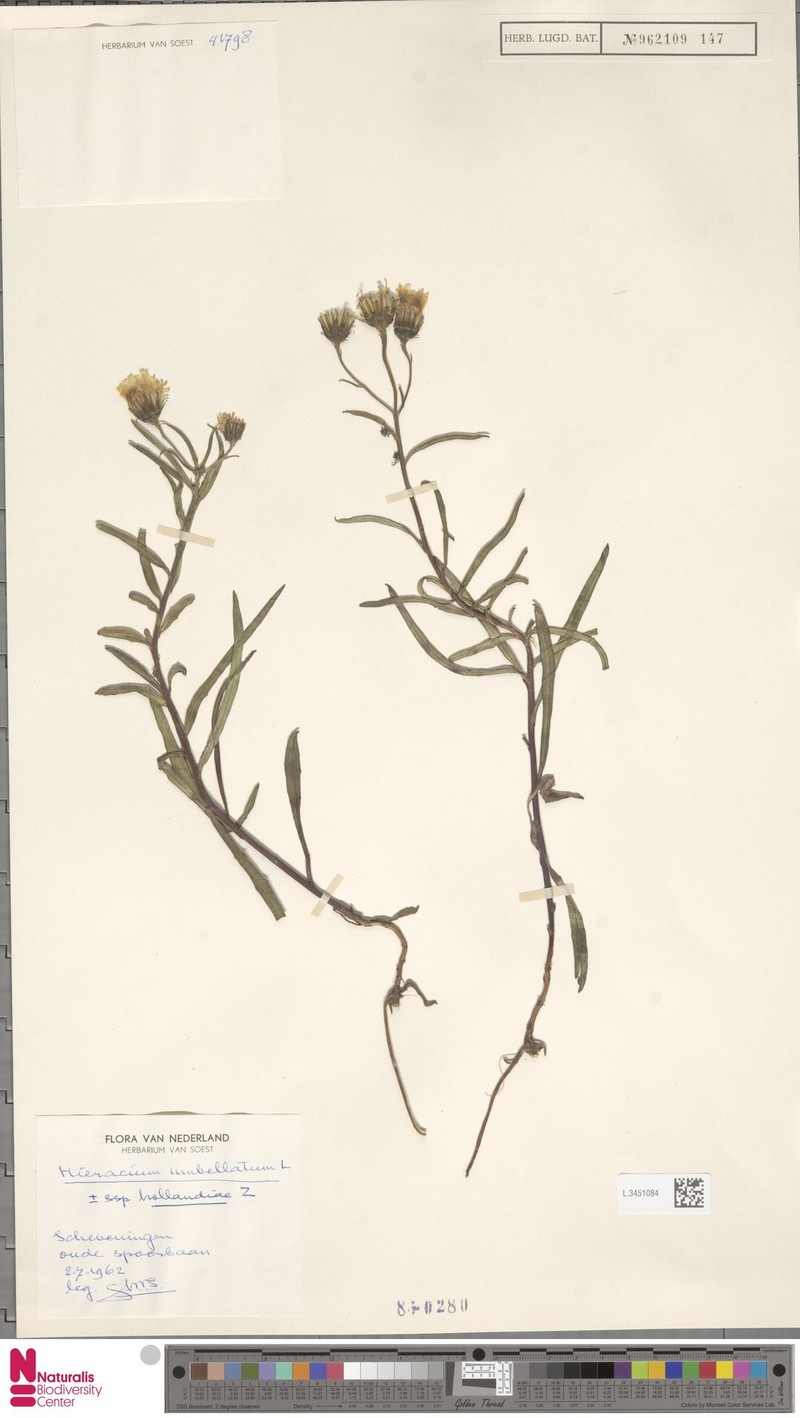 Hieracium umbellatum subsp. hollandiae photo 3