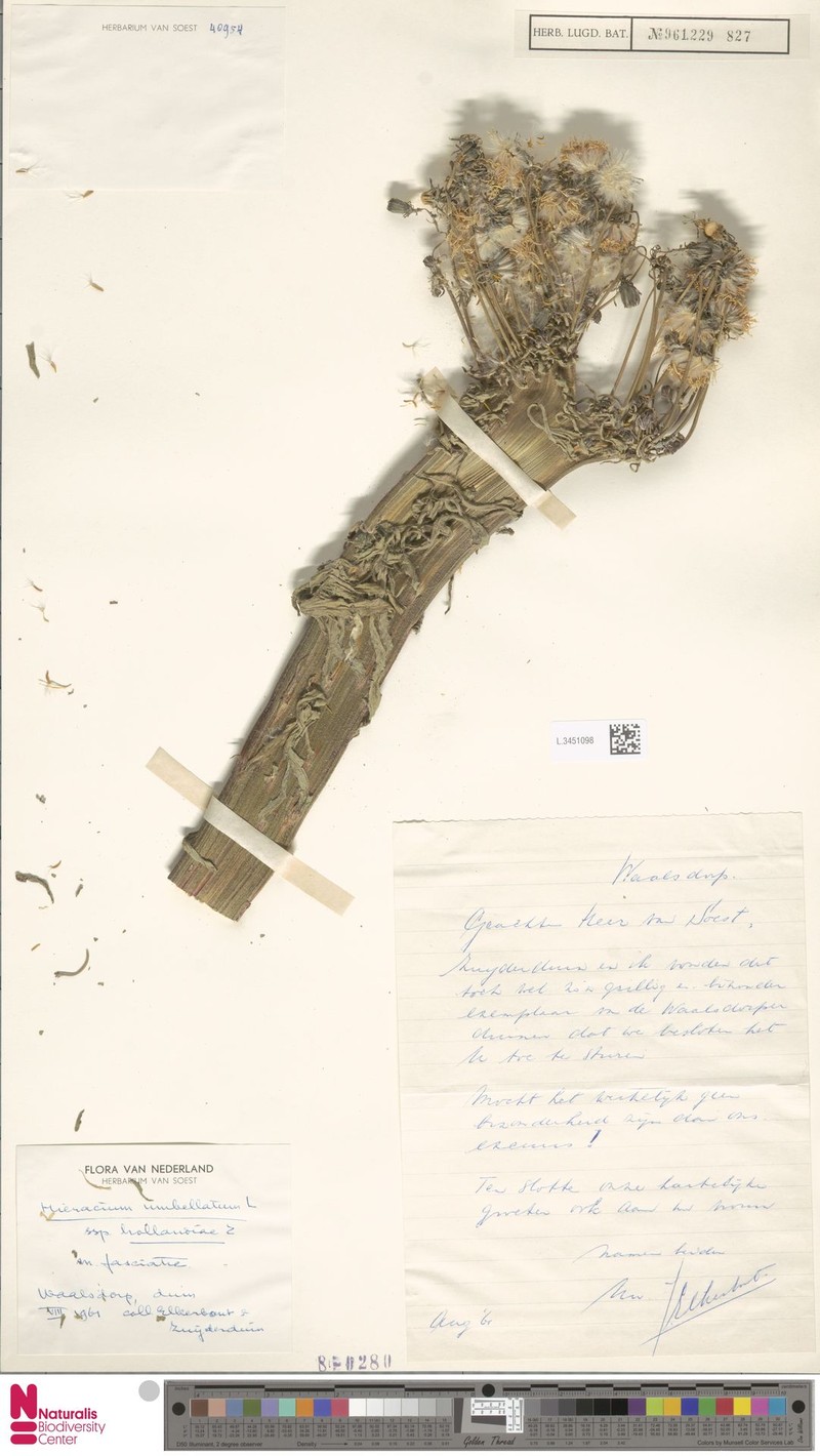 Hieracium umbellatum subsp. hollandiae photo 4