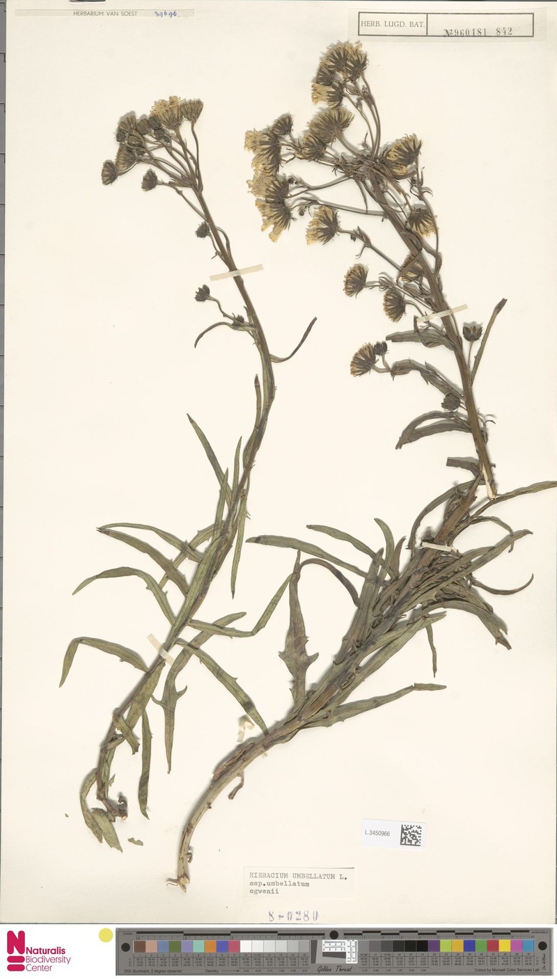 Hieracium umbellatum subsp. ogwenii