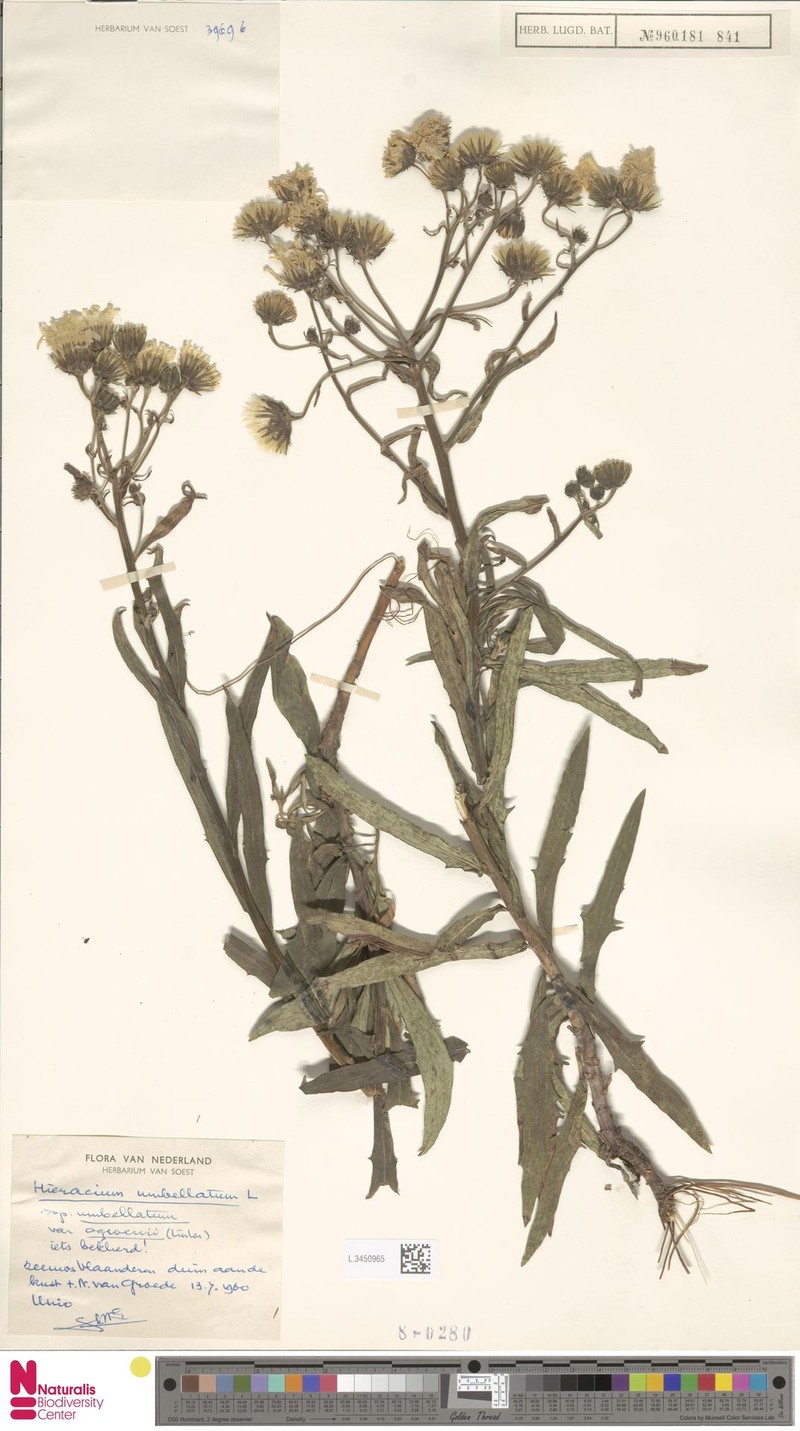 Hieracium umbellatum subsp. ogwenii photo 2