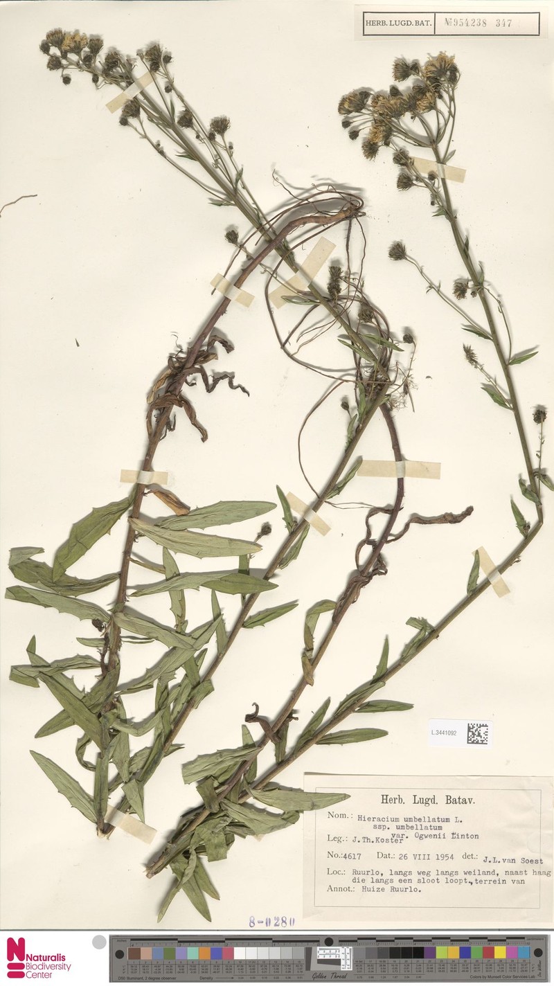 Hieracium umbellatum subsp. ogwenii photo 3