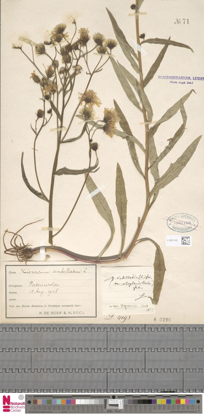 Hieracium umbellatum subsp. ogwenii photo 4