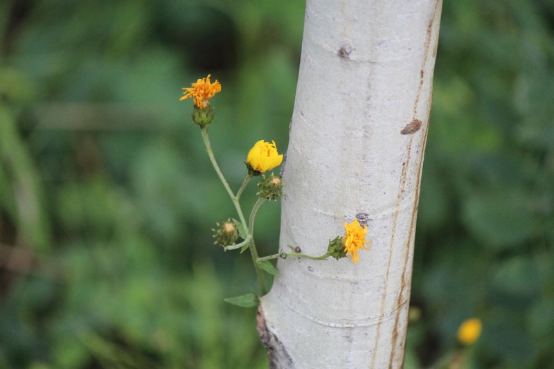 Canadian Hawkweed photo 7