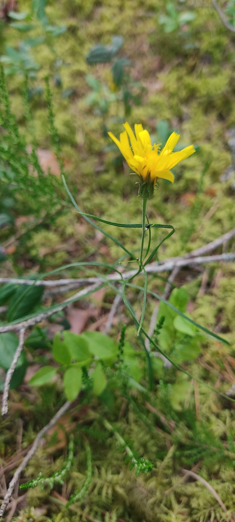 Hawkweed photo 3