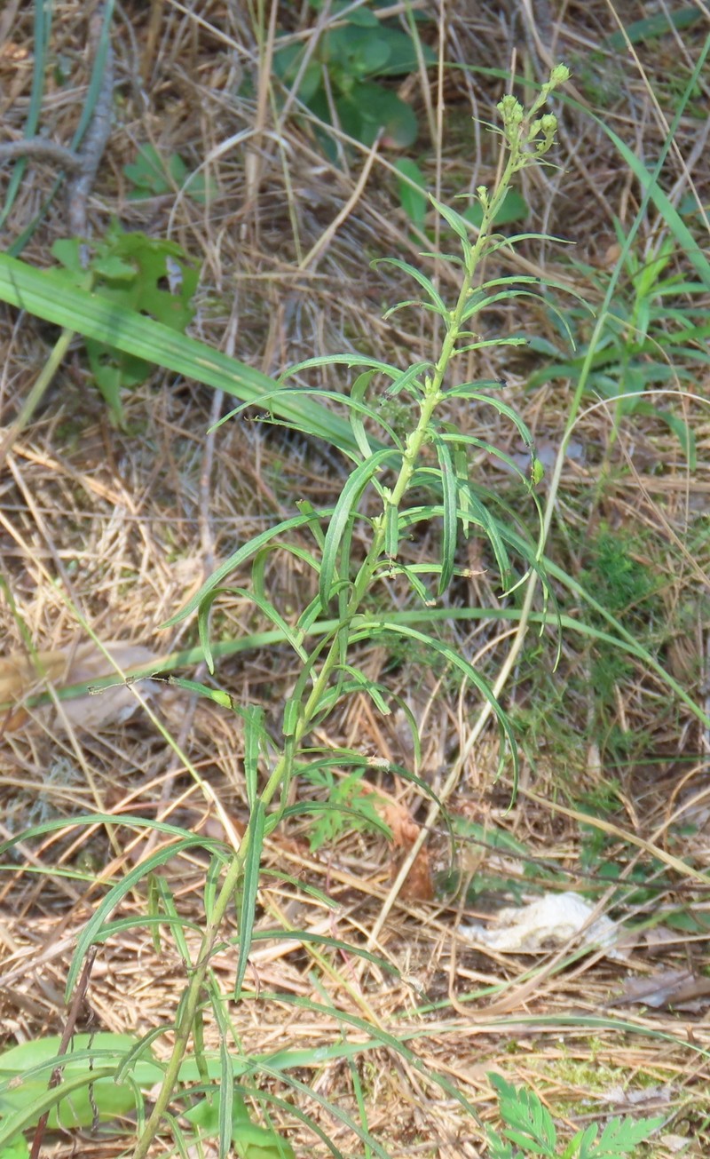 Hawkweed photo 4