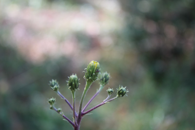 Hawkweed photo 6