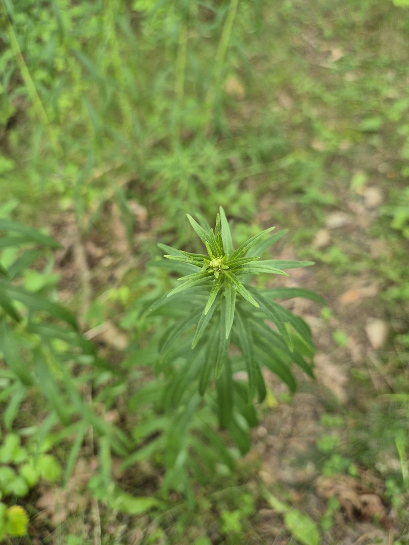 Kalm's Hawkweed photo 2