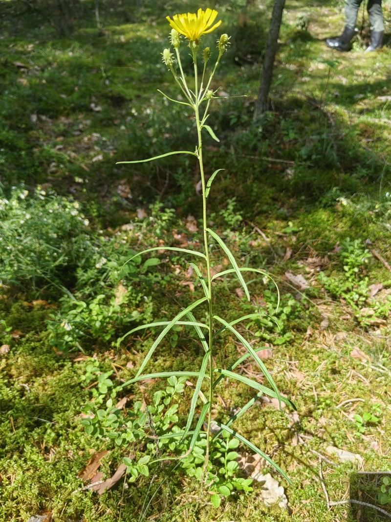 Kalm's Hawkweed photo 5