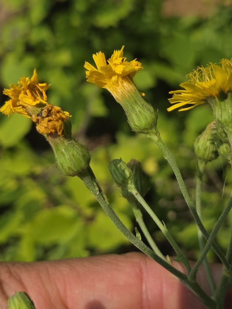 Kalm's Hawkweed photo 8