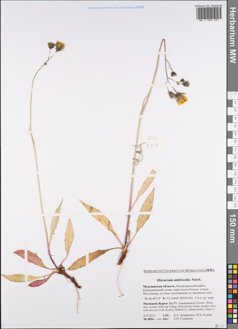 Hieracium umbricola