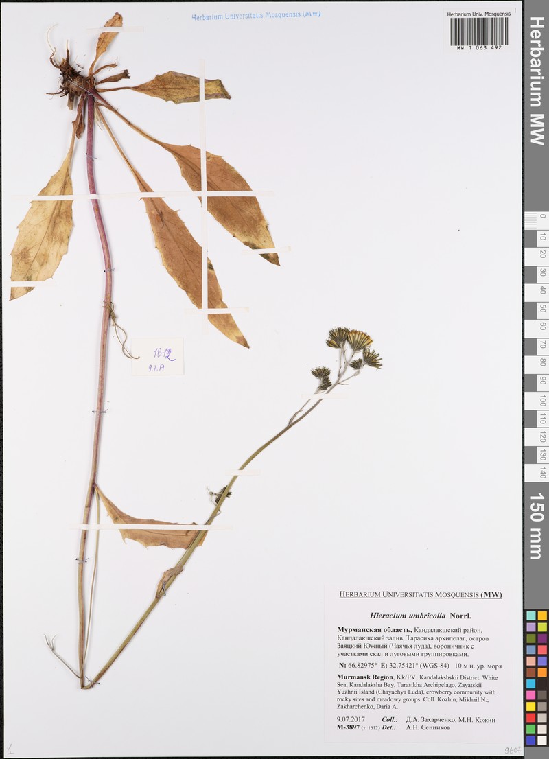 Hieracium umbricola photo 2