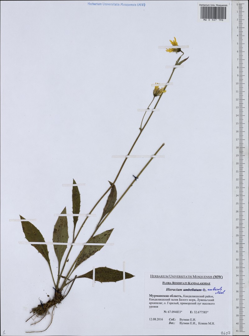 Hieracium umbricola photo 3