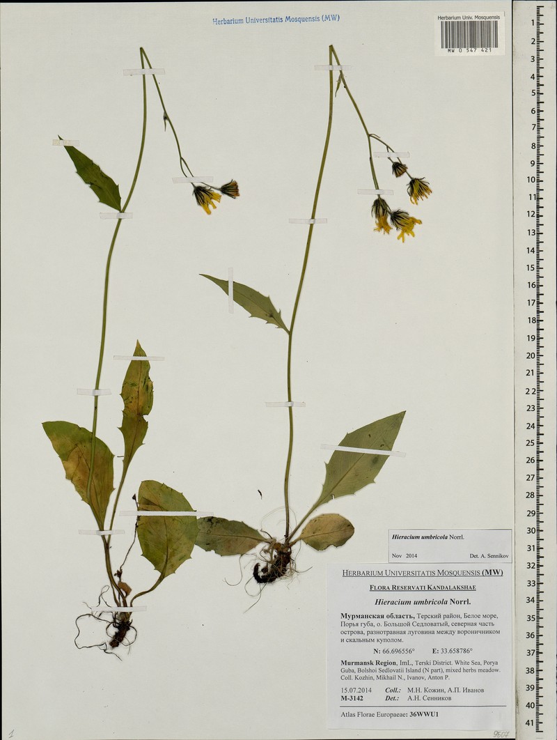 Hieracium umbricola photo 4