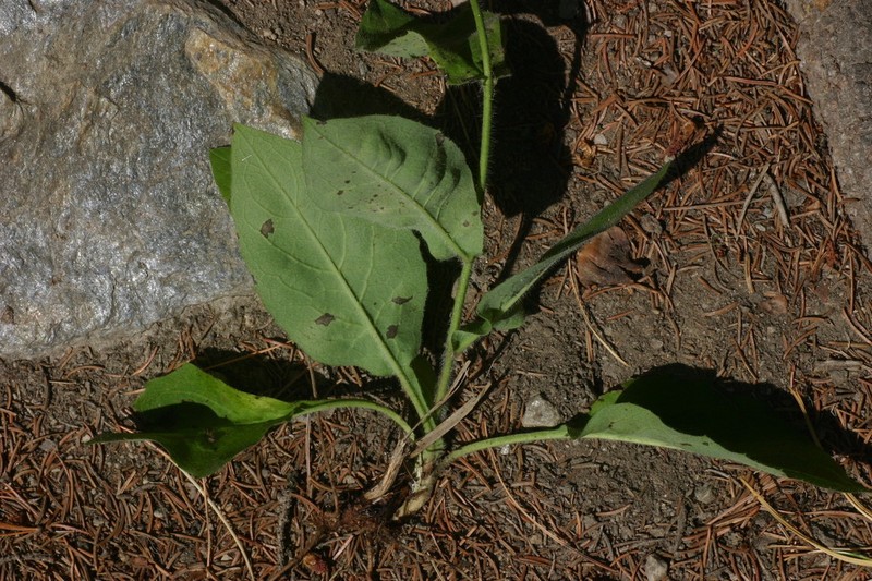 Hieracium umbrosum
