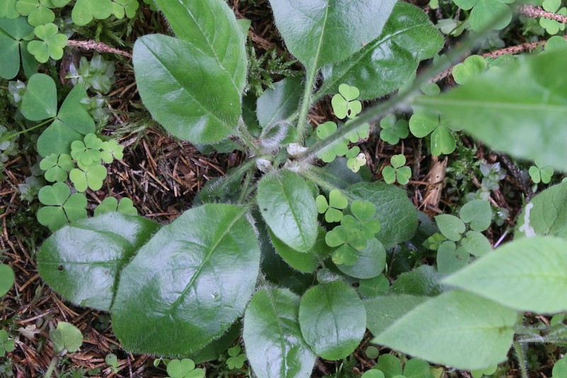 Hieracium umbrosum photo 2