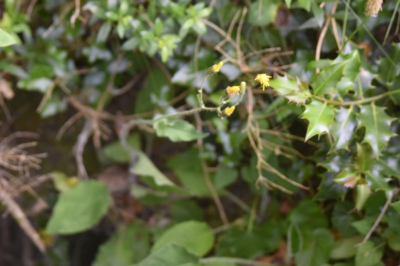 Hieracium umbrosum photo 3