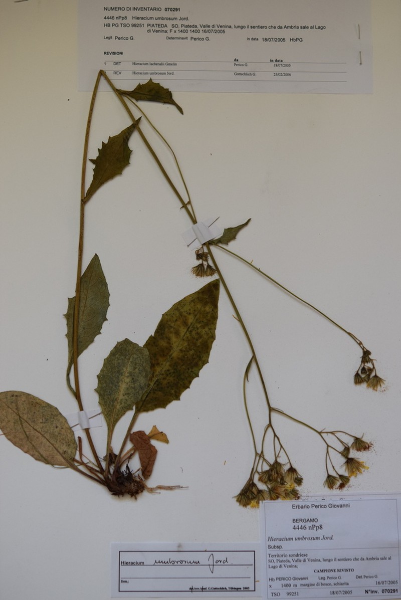 Hieracium umbrosum photo 4