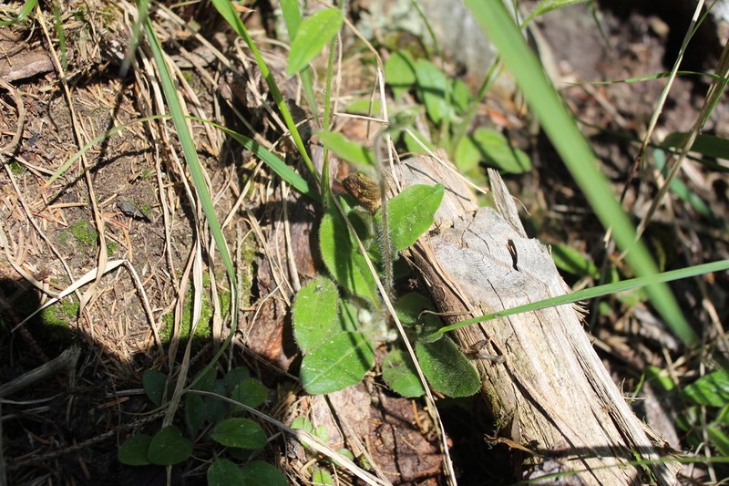 Hieracium umbrosum photo 5