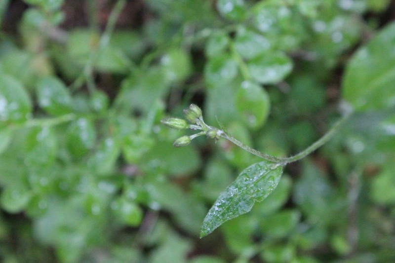 Hieracium umbrosum photo 6
