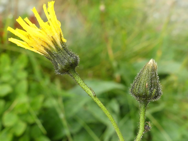 Hieracium umbrosum photo 7