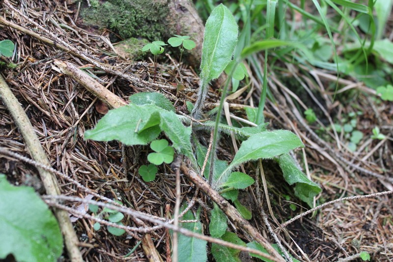 Hieracium umbrosum photo 8