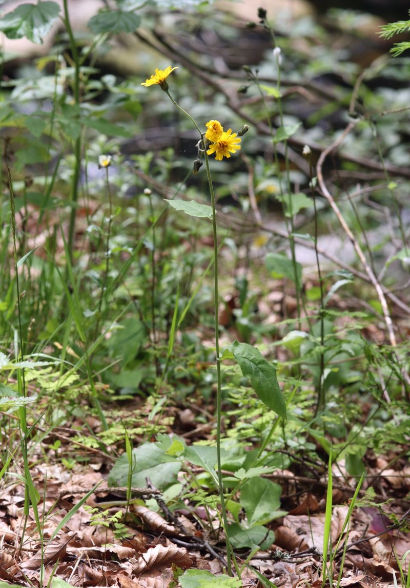 Hieracium umbrosum subsp. albinum