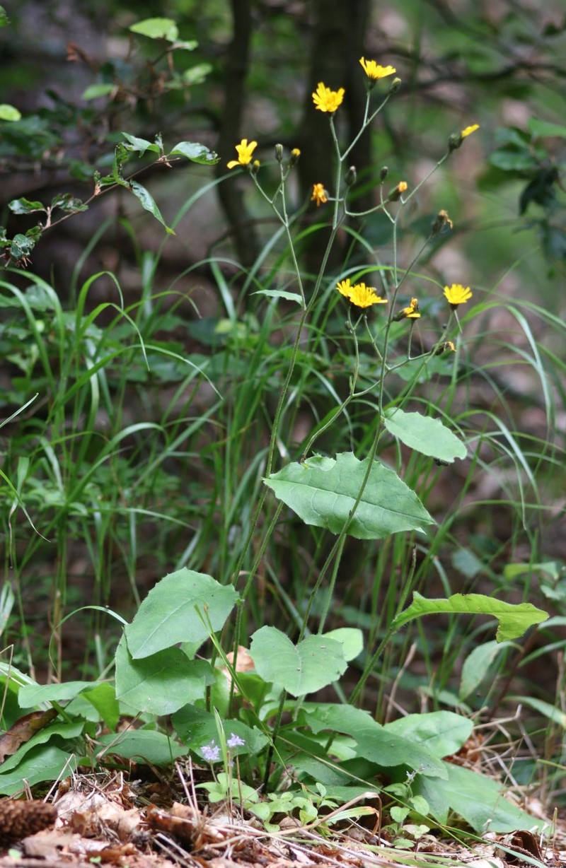 Hieracium umbrosum subsp. albinum photo 2