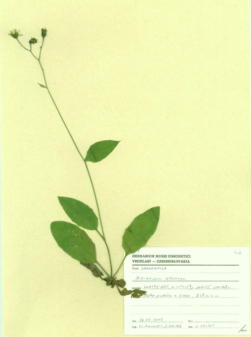 Hieracium umbrosum subsp. albinum photo 3