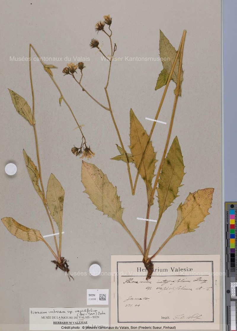 Hieracium umbrosum subsp. crepidifolium