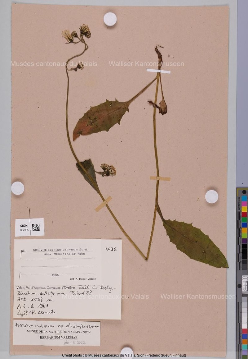Hieracium umbrosum subsp. oleicolor