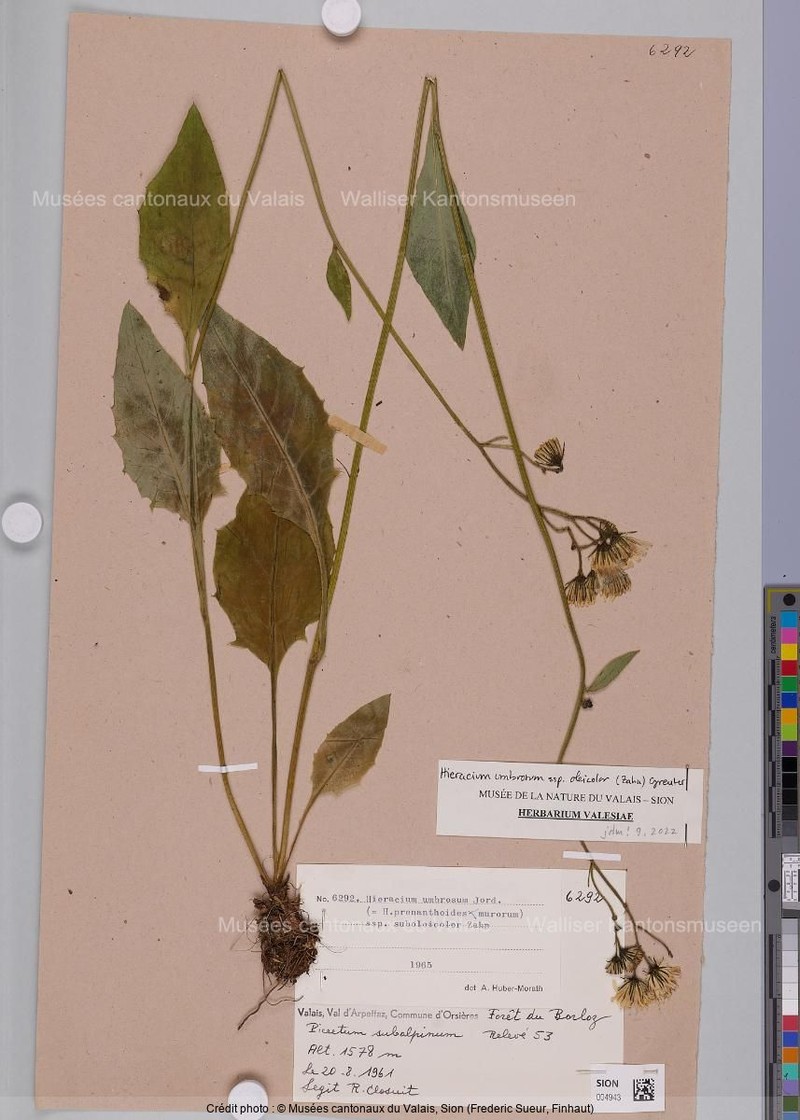 Hieracium umbrosum subsp. oleicolor photo 2