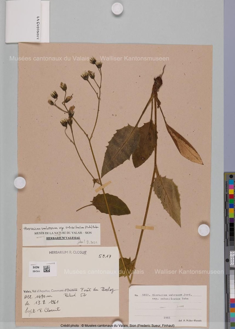 Hieracium umbrosum subsp. subexilentum