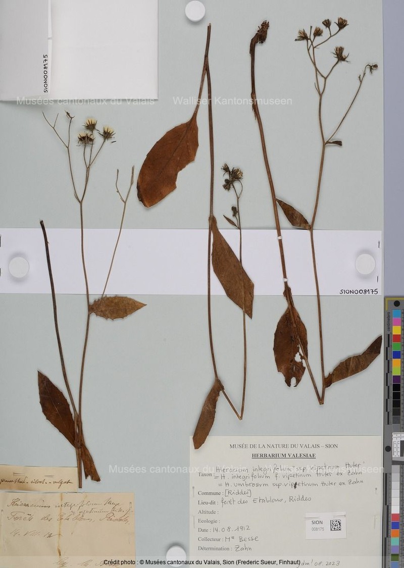 Hieracium umbrosum subsp. vippetinum