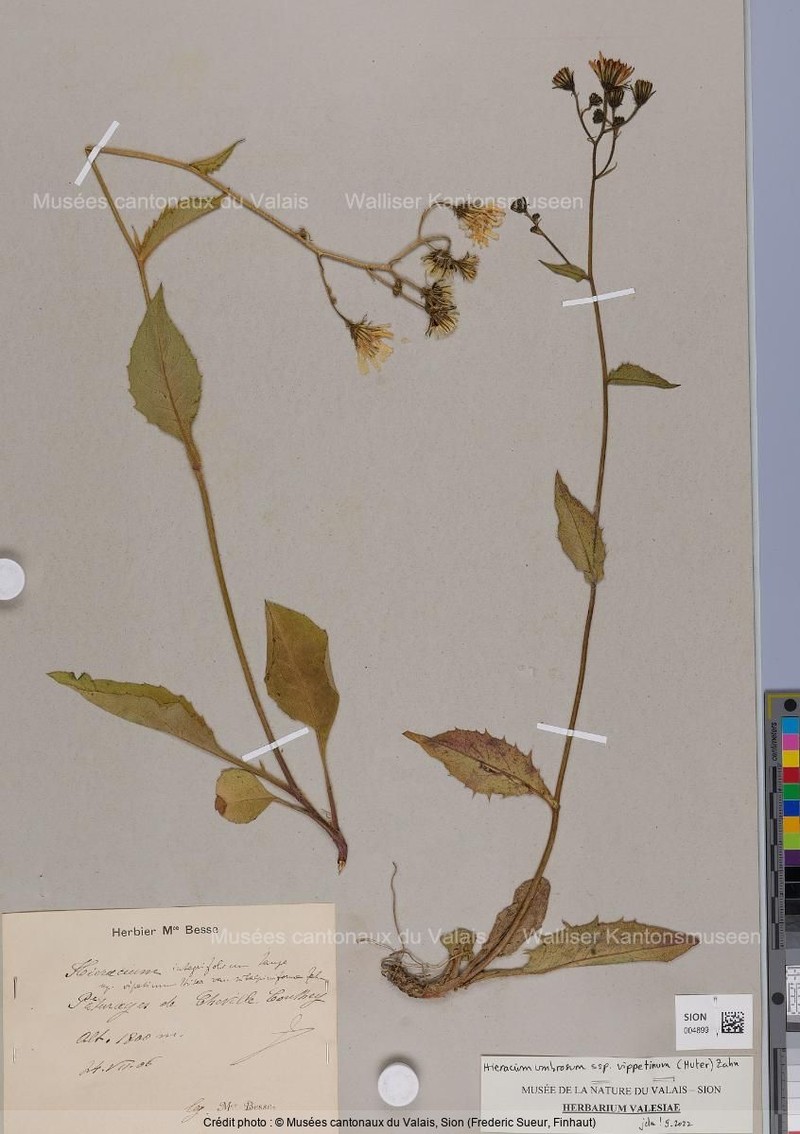 Hieracium umbrosum subsp. vippetinum photo 2
