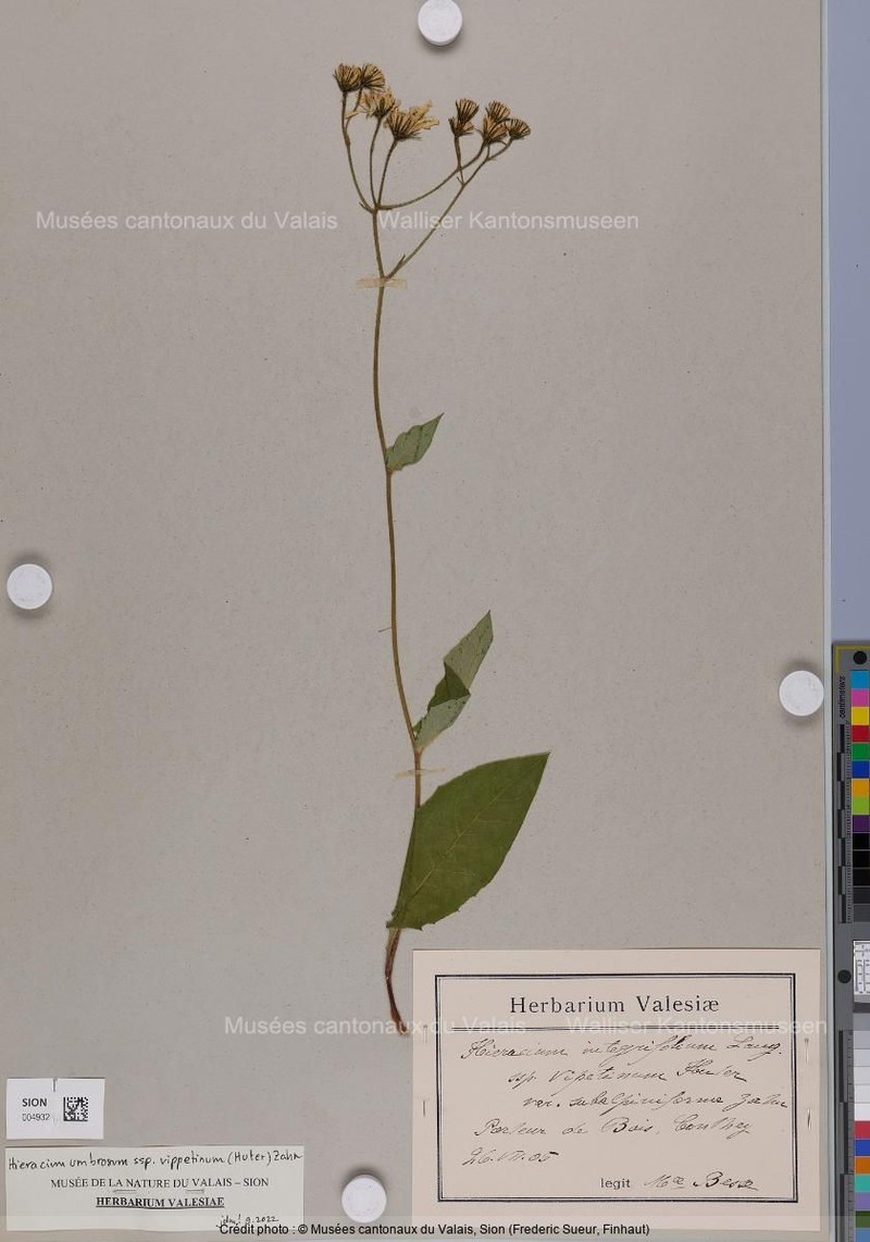 Hieracium umbrosum subsp. vippetinum photo 3