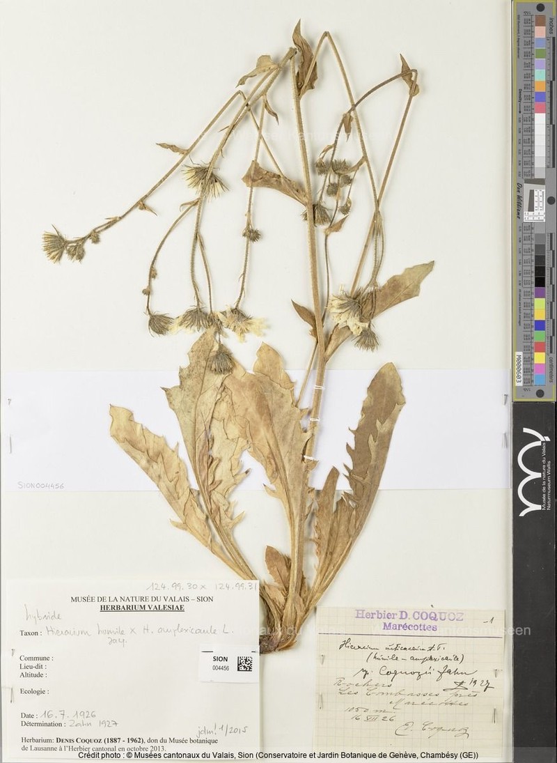 Hieracium urticaceum photo 2