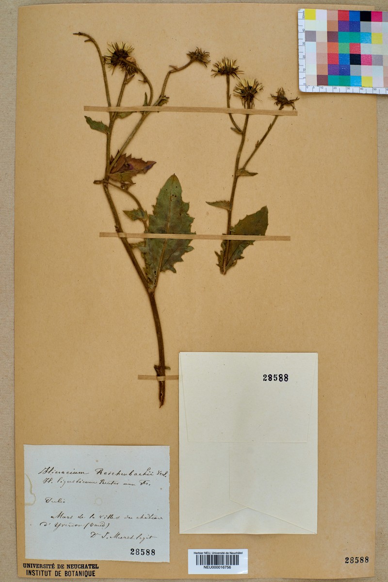 Hieracium urticaceum