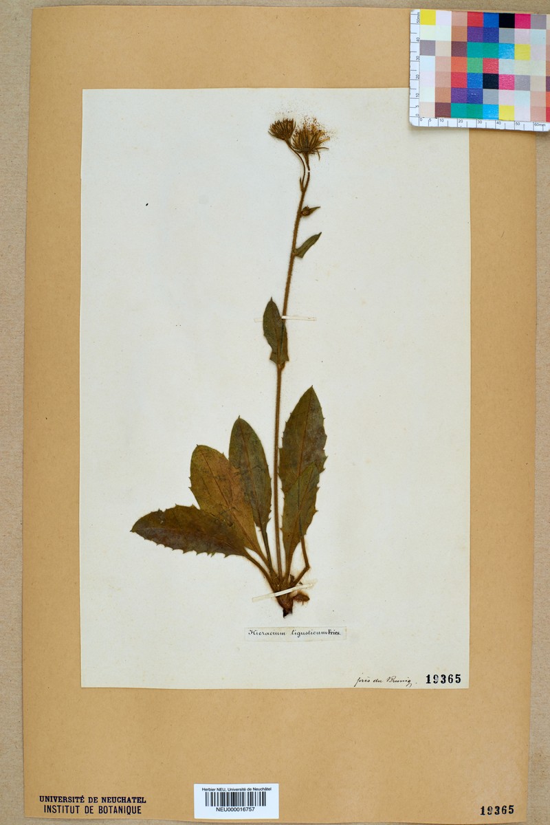Hieracium urticaceum photo 3