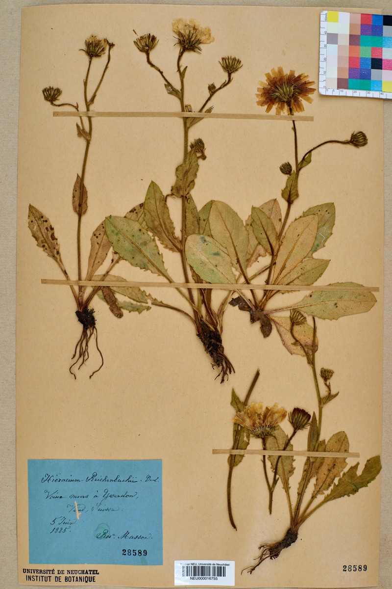 Hieracium urticaceum photo 4
