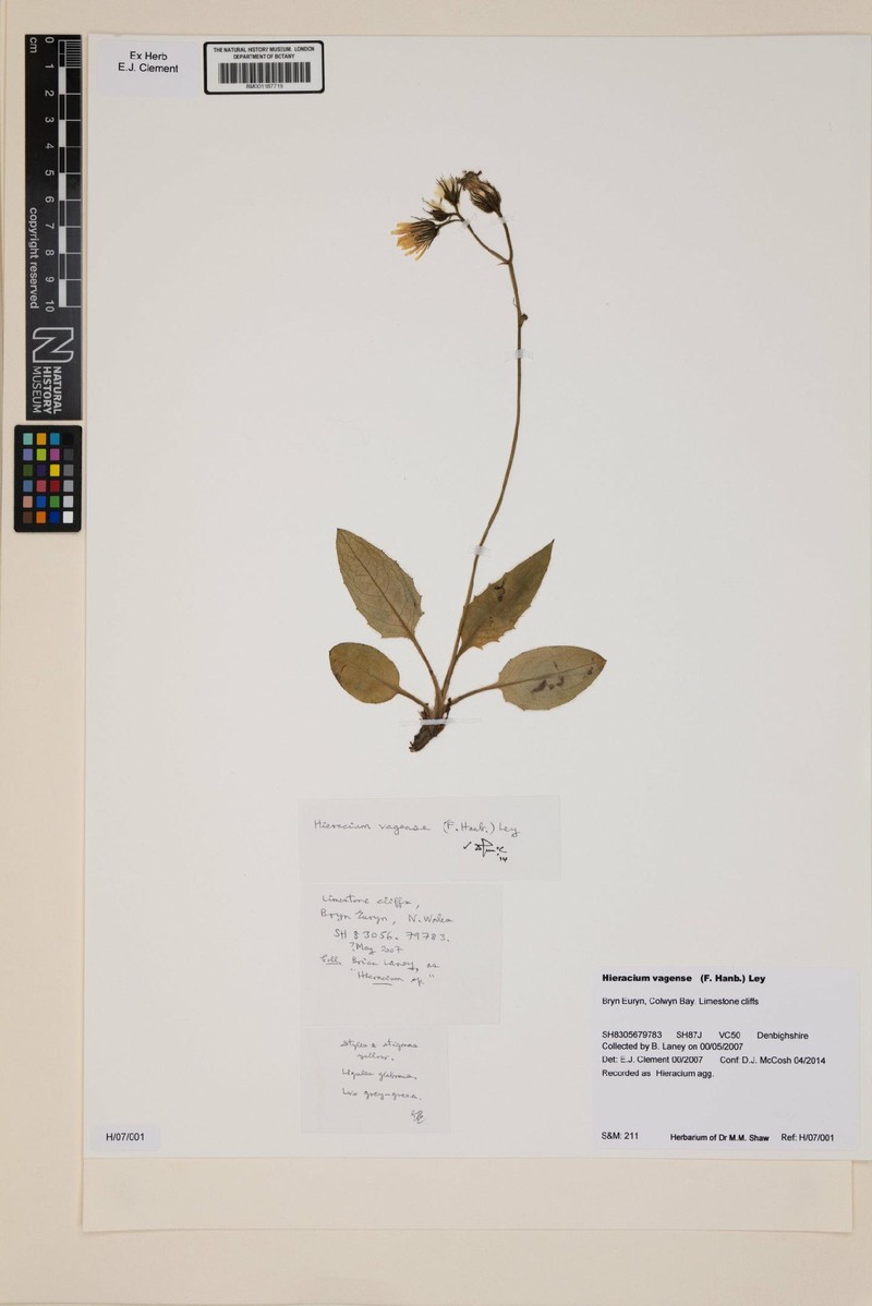 Hieracium vagense