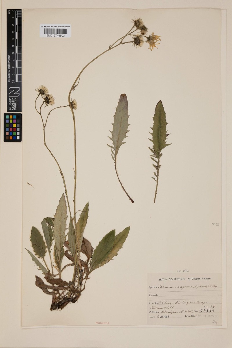 Hieracium vagense photo 2
