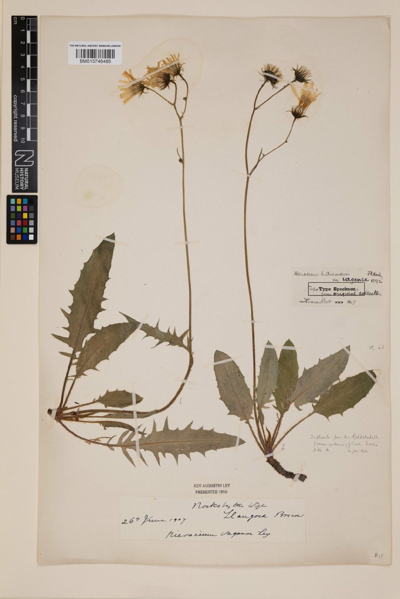 Hieracium vagense photo 4